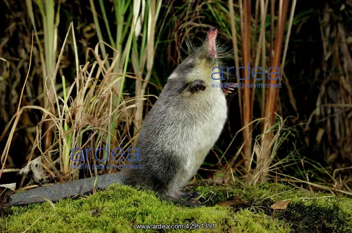: Russian Desman - searches environment with its : Russian Desman - searches environment with its