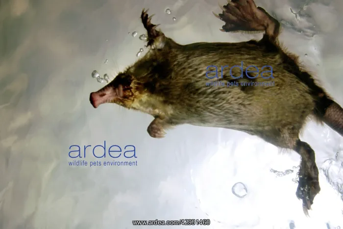 : Russian Desman - swimming (from underneath) : Russian Desman - swimming (from underneath)