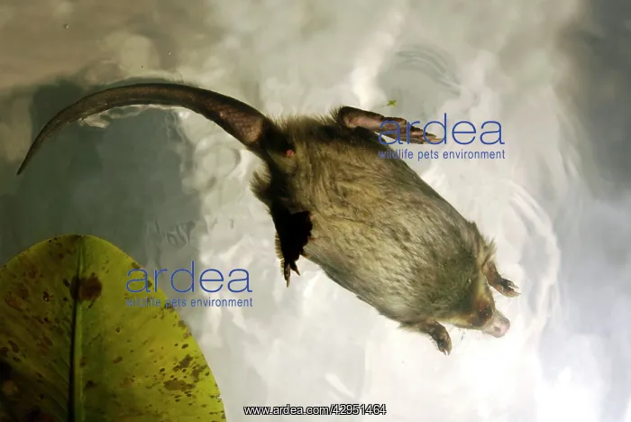 : Russian Desman - swimming (from underneath) : Russian Desman - swimming (from underneath)