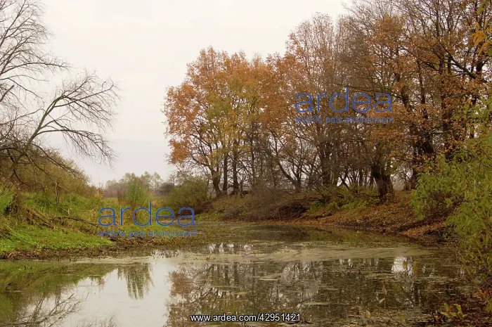 : Russian Desman - typical habitat : Russian Desman - typical habitat