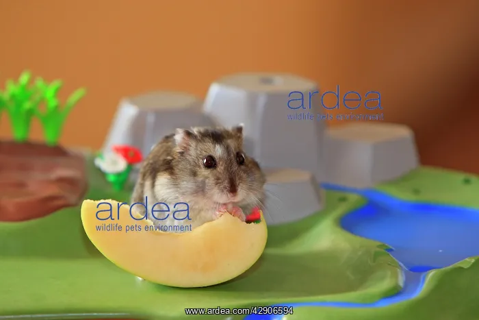 : Russian Dwarf Hamster - eating slice of apple : Russian Dwarf Hamster - eating slice of apple