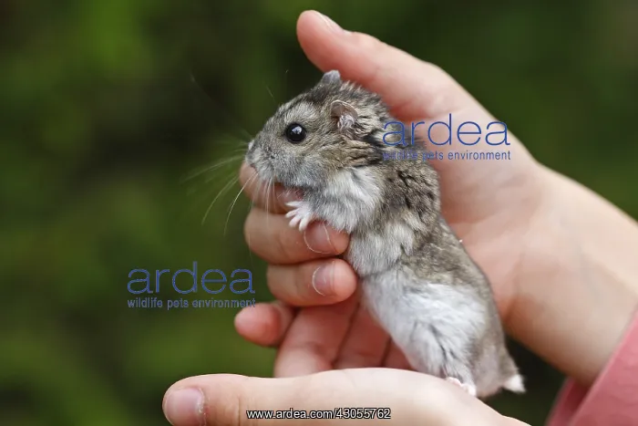  : Russian Dwarf Hamster hand-held France