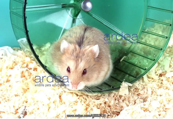 : RUSSIAN HAMSTER - on wheel : RUSSIAN HAMSTER - on wheel