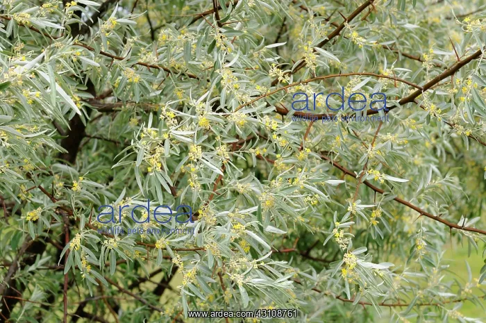 : Russian Olive (Elaeagnus angustifolia) flowers : Russian Olive (Elaeagnus angustifolia) flowers
