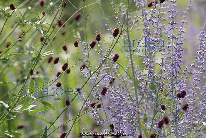 : Russian sage : Russian sage