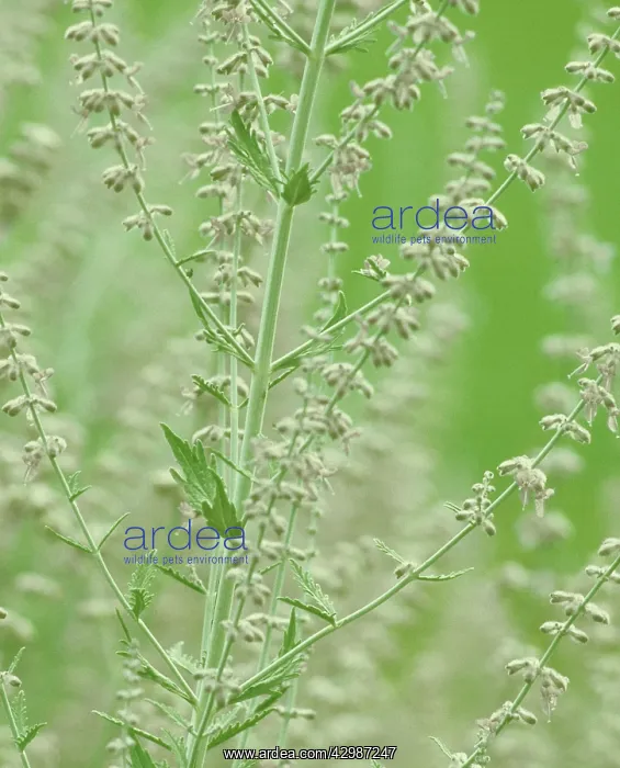 : Russian sage : Russian sage