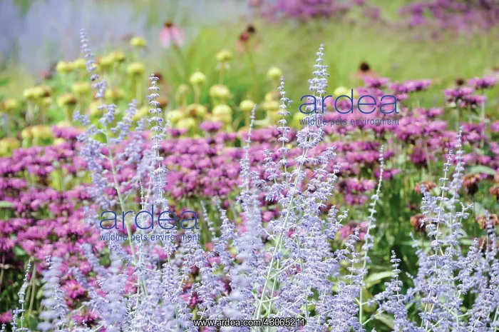 : Russian sage : Russian sage