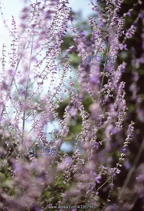 : Russian sage : Russian sage