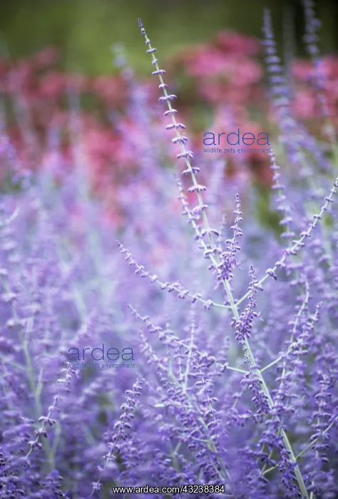 : Russian sage : Russian sage
