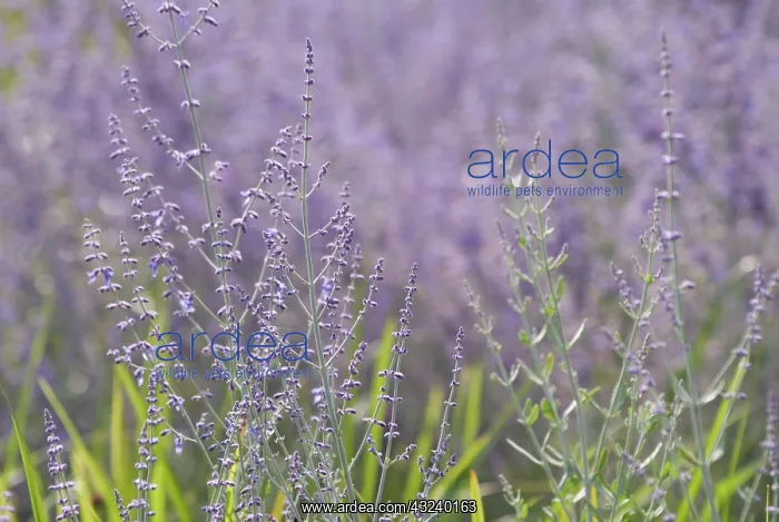 : Russian sage : Russian sage