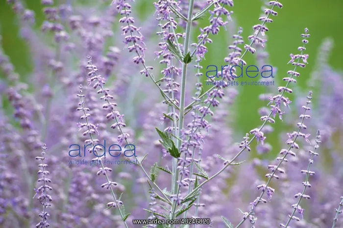 : Russian sage : Russian sage