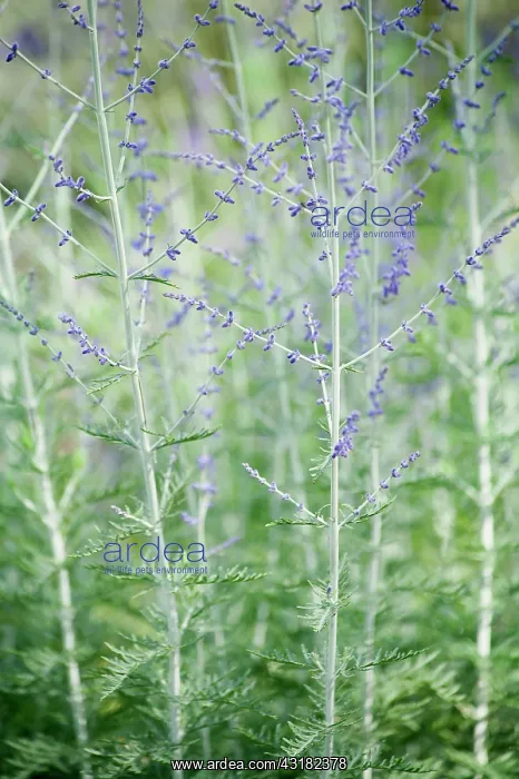 : Russian sage, Perovskia Blue spire, Side view : Russian sage, Perovskia Blue spire, Side view