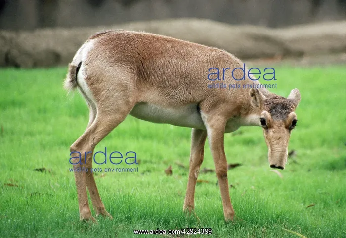 : RUSSIAN SAIGA ANTELOPE : RUSSIAN SAIGA ANTELOPE
