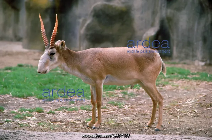 : Russian SAIGA Antelope : Russian SAIGA Antelope