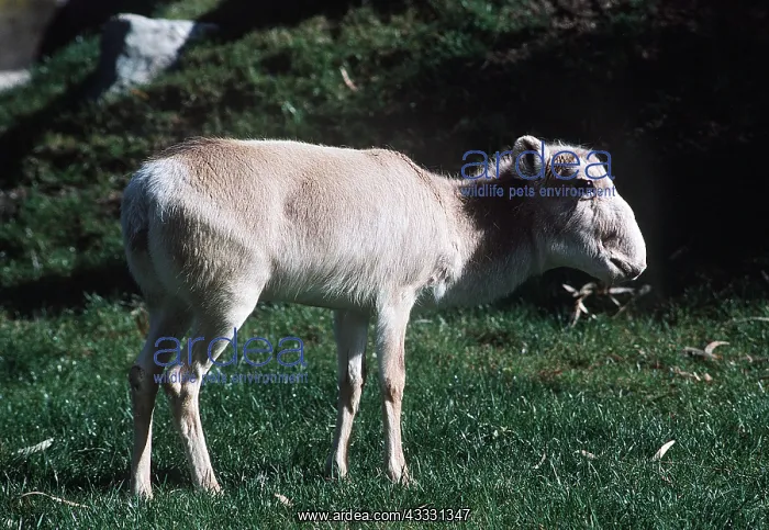 : Russian SAIGA ANTELOPE - female : Russian SAIGA ANTELOPE - female