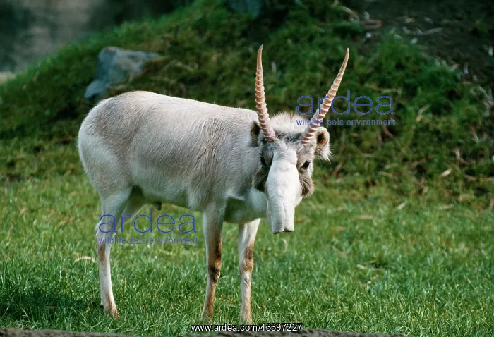 : Russian SAIGA Antelope - male. Winter coat : Russian SAIGA Antelope - male. Winter coat