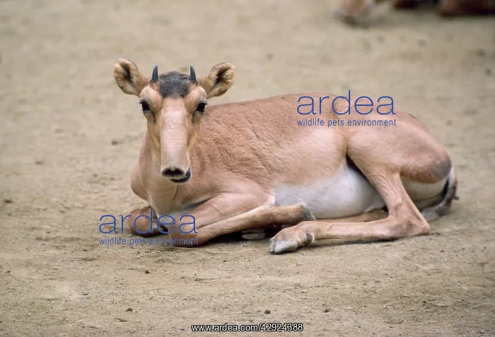 : Russian Saiga Antelope - young : Russian Saiga Antelope - young