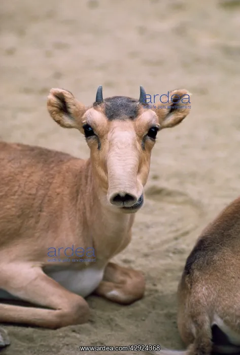 : Russian SAIGA ANTELOPE - young male : Russian SAIGA ANTELOPE - young male
