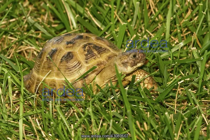 : Russian Tortoise : Russian Tortoise