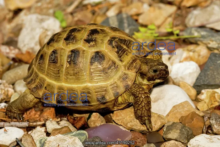 : Russian Tortoise : Russian Tortoise