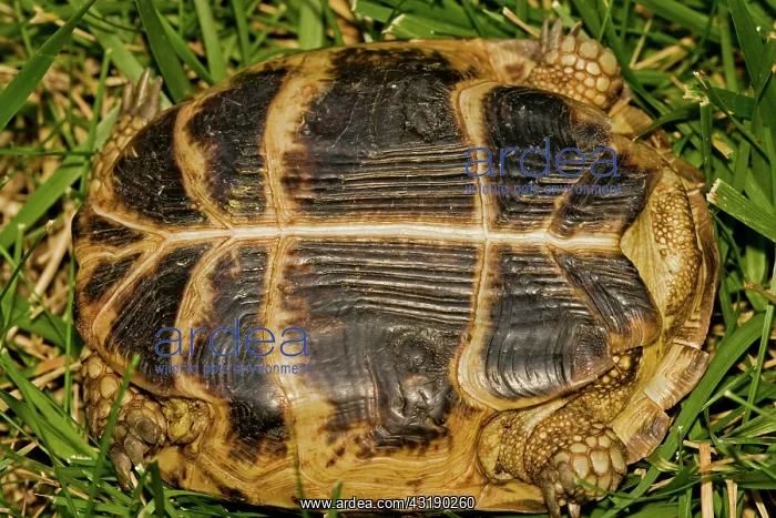 : Russian Tortoise : Russian Tortoise