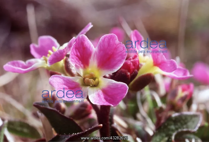 : RUSSIAN TUNDRA - Flower : RUSSIAN TUNDRA - Flower