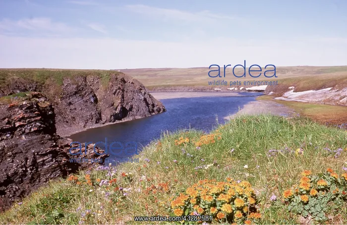: RUSSIAN TUNDRA - flowers in landscape : RUSSIAN TUNDRA - flowers in landscape