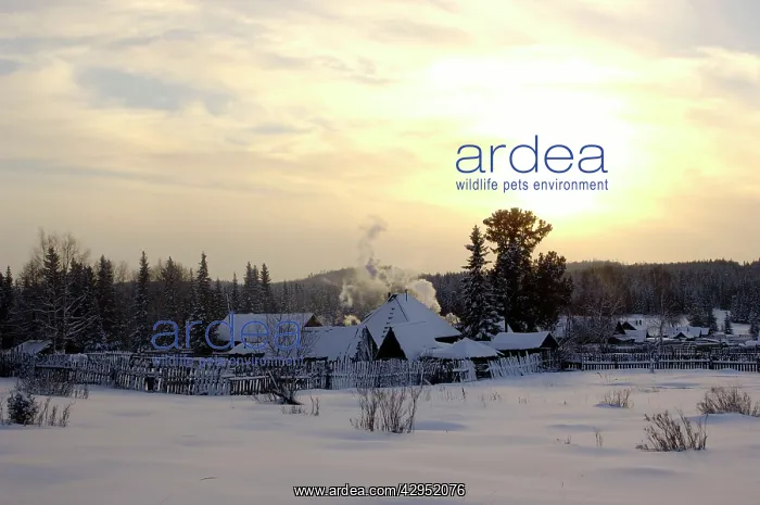 : Russian village at midwinter sunset : Russian village at midwinter sunset