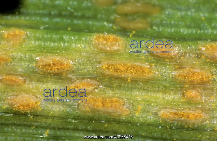 : Rust (Puccinia striiformis) pustules on Wheat leaf : Rust (Puccinia striiformis) pustules on Wheat leaf