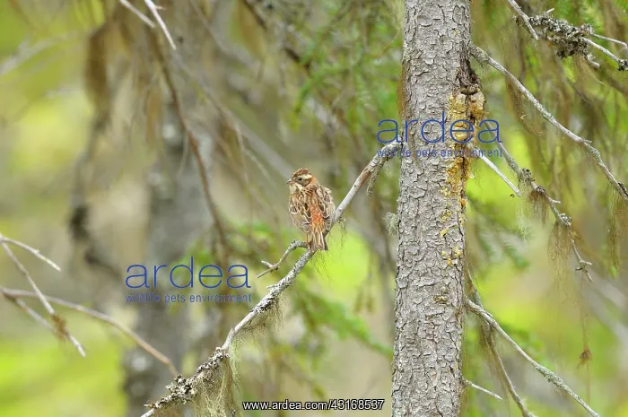 : Rustic Bunting : Rustic Bunting