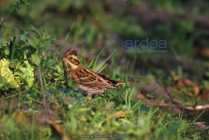 : Rustic Bunting - female : Rustic Bunting - female