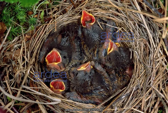 : Rustic Bunting - nestlings : Rustic Bunting - nestlings