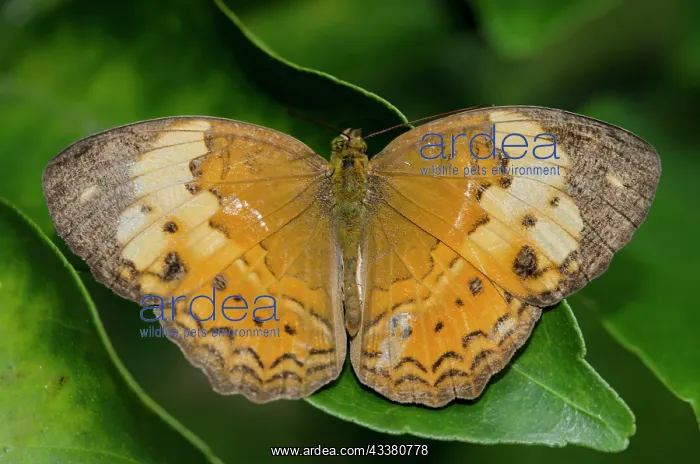 : Rustic Butterfly : Rustic Butterfly
