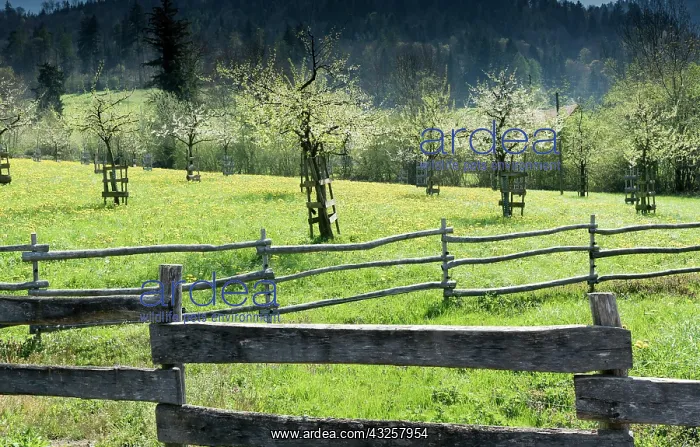 : rustic handmade wooden fences separate green meadows : rustic handmade wooden fences separate green meadows