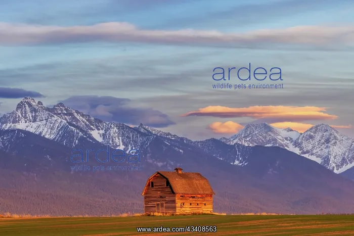  : Rustic old barn in evening light with Mission Mountains