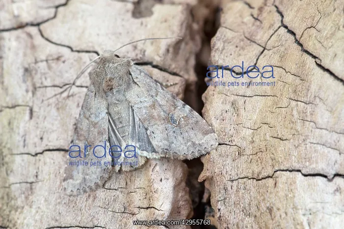 : Rustic Shoulder-knot - on dead tree stump : Rustic Shoulder-knot - on dead tree stump