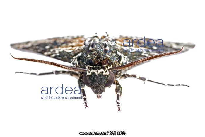: Rustic Sphinx (Manduca Rustica) isolated on : Rustic Sphinx (Manduca Rustica) isolated on