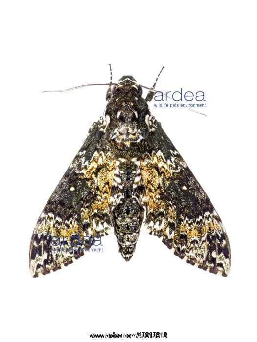 : Rustic Sphinx (Manduca Rustica) isolated on : Rustic Sphinx (Manduca Rustica) isolated on