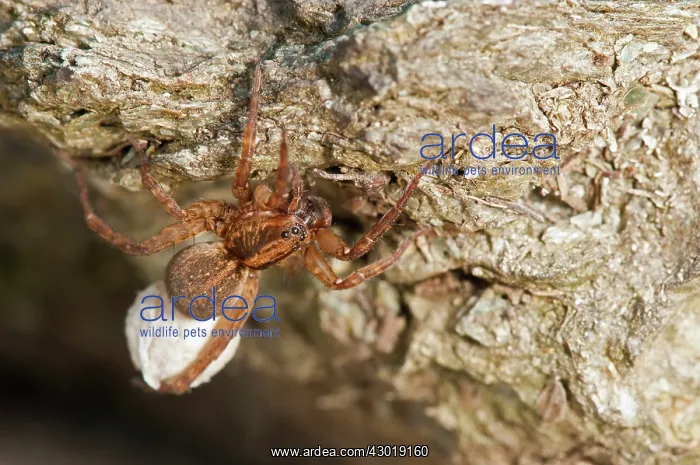  : Rustic Wolf Spider female with egg sac