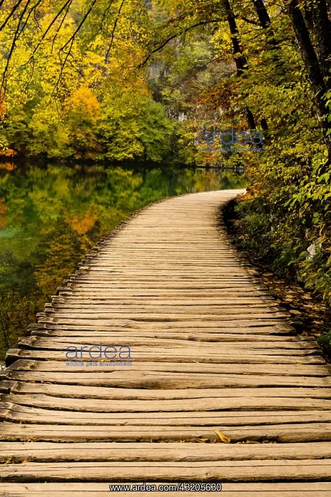 : a rustic wooden boardwalk leading along the shores : a rustic wooden boardwalk leading along the shores