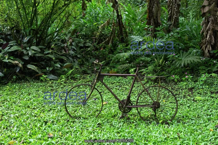 : Rusting bicycle amidst a rainforest vegetation : Rusting bicycle amidst a rainforest vegetation