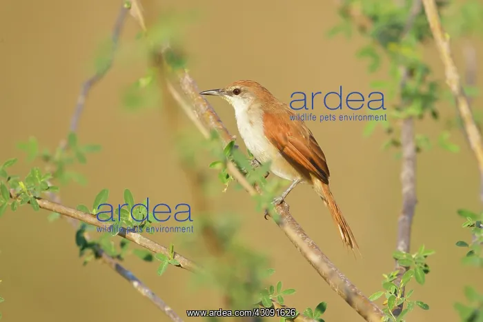 : Rusty-backed Spinetail : Rusty-backed Spinetail