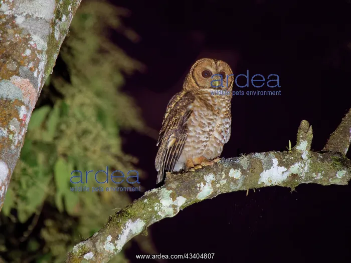 : Rusty Barred Owl Strix hylophila Atlantic Forest : Rusty Barred Owl Strix hylophila Atlantic Forest