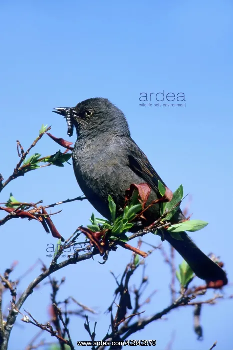 : Rusty Blackbird : Rusty Blackbird