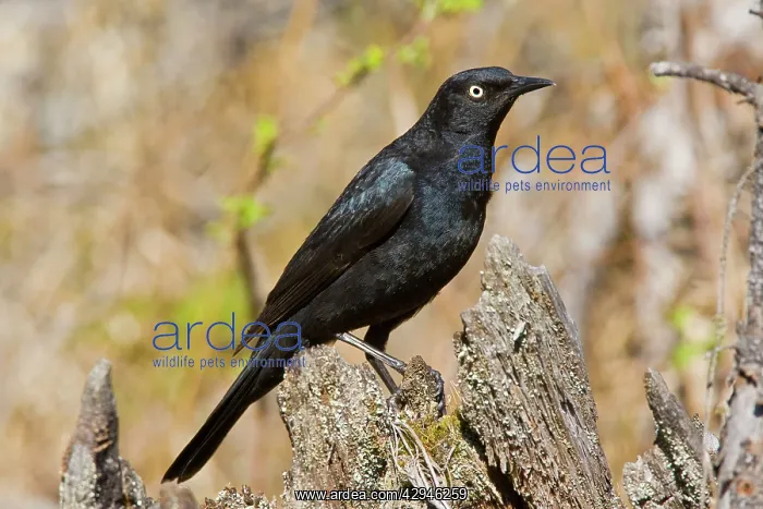 : Rusty Blackbird : Rusty Blackbird