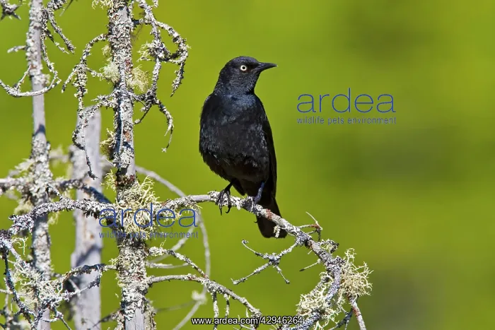  : Rusty Blackbird