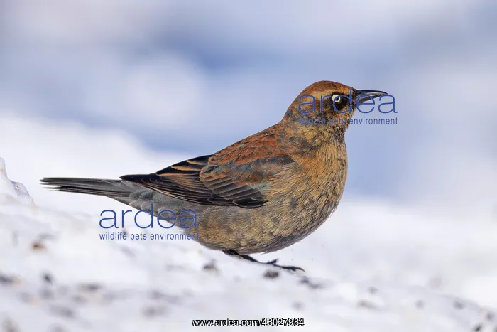 : Rusty Blackbird : Rusty Blackbird