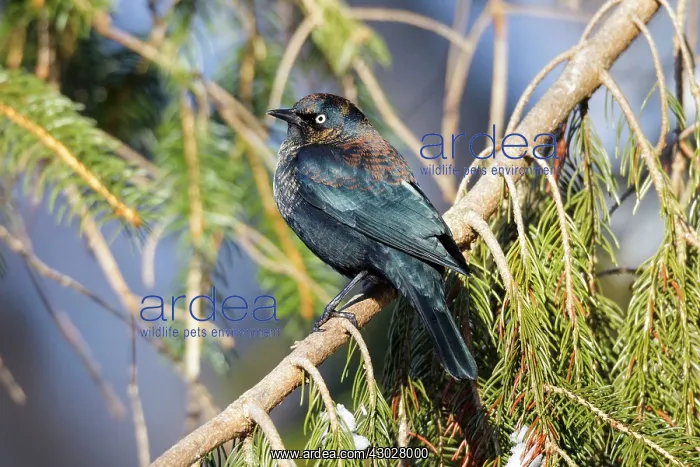 : Rusty Blackbird : Rusty Blackbird