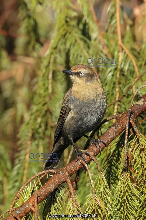 : Rusty Blackbird : Rusty Blackbird