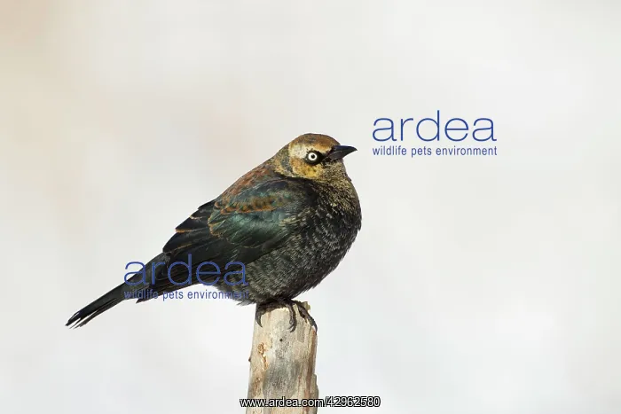 : Rusty Blackbird - perched on post - February : Rusty Blackbird - perched on post - February